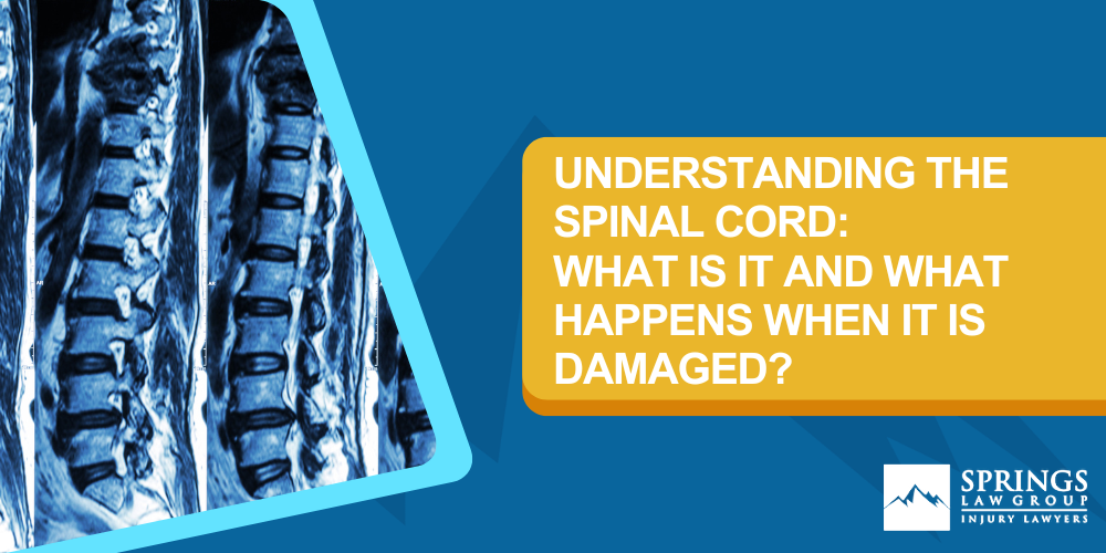 Understanding The Spinal Cord What Is It And What Happens When It Is Damaged