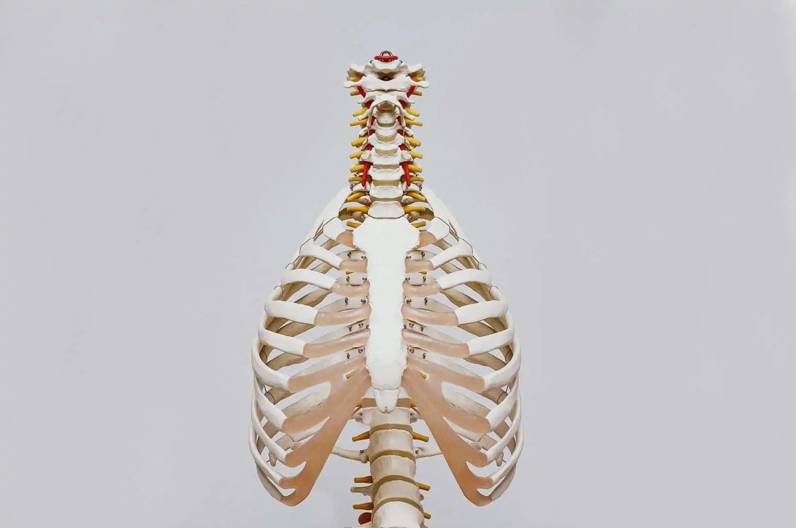 Skeleton